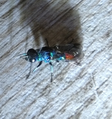 Chrysis fulgida