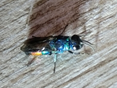 Chrysis fulgida