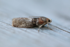 Sciota vetustella