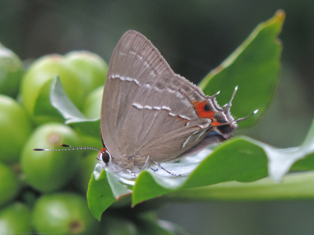 Great Scrub-Hairstreak