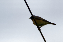 Phoenicurus phoenicurus phoenicurus