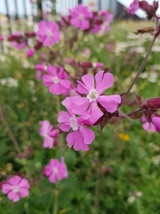 Silene dioica