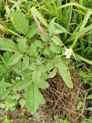 Solanum stoloniferum
