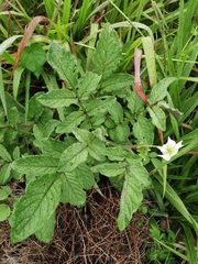 Solanum stoloniferum