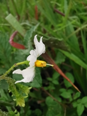 Solanum stoloniferum