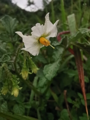 Solanum stoloniferum
