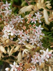 Sedum album