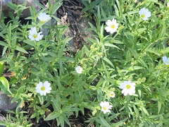 Cerastium arvense strictum