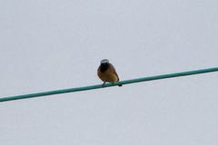 Phoenicurus phoenicurus phoenicurus