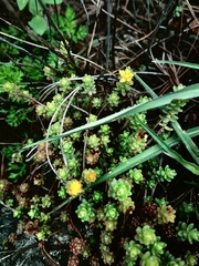 Sedum oaxacanum