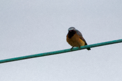 Phoenicurus phoenicurus phoenicurus