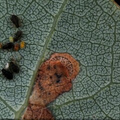 Aulagromyza tremulae