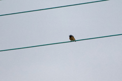 Phoenicurus phoenicurus phoenicurus