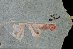 Aulagromyza tremulae