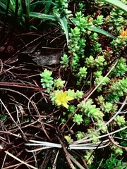Sedum oaxacanum