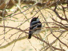 Batis pririt affinis