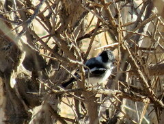 Batis pririt affinis