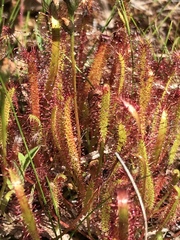 Drosera linearis
