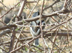 Batis pririt affinis