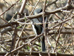 Batis pririt affinis