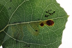 Aulagromyza tremulae