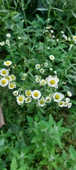 Erigeron