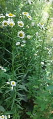 Erigeron