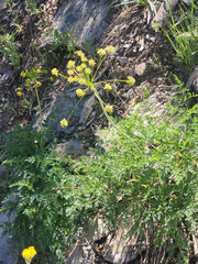 Lomatium dissectum dissectum