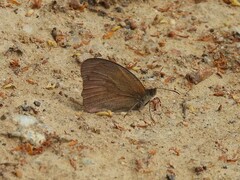 Hyponephele lycaon