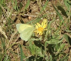 Colias alexandra