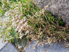 Sedum album