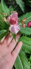 Impatiens glandulifera
