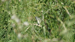 Iphiclides podalirius