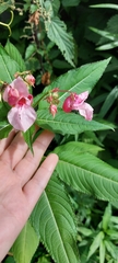 Impatiens glandulifera