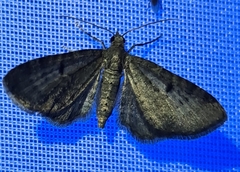 Eupithecia trisignaria