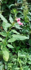 Impatiens glandulifera
