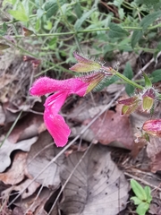 Salvia angustiarum
