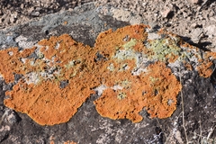 Xanthomendoza trachyphylla