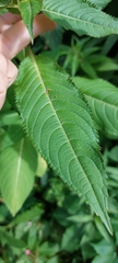 Impatiens glandulifera