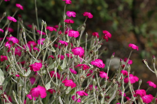 Silene coronaria