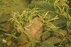 Potamogeton spirillus