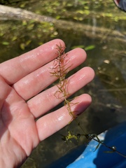 Elodea nuttallii