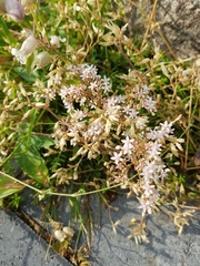 Sedum album