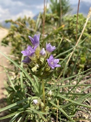 Gentianella ramosa