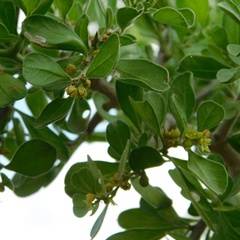Condalia hookeri