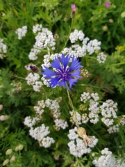 Centaurea cyanus
