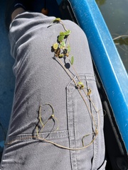 Potamogeton diversifolius
