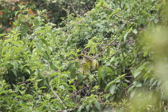 Piranga bidentata flammea