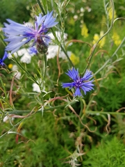 Centaurea cyanus