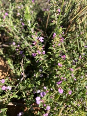 Muraltia orbicularis